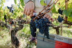 Chateau Palmer vineyard during harvest, in Margaux, France, on october 4, 2016. The Palmer vineyards cover 66 hectares in the commune of Cantenac. Most of the plots are concentrated on a plateau of thin gravel from the Güntz period on the top of the rises of the Margaux appellation. Seasonal pickers during the harvest of a plot of Merlot grapes. Photographer: Marlene Awaad / Bloomberg